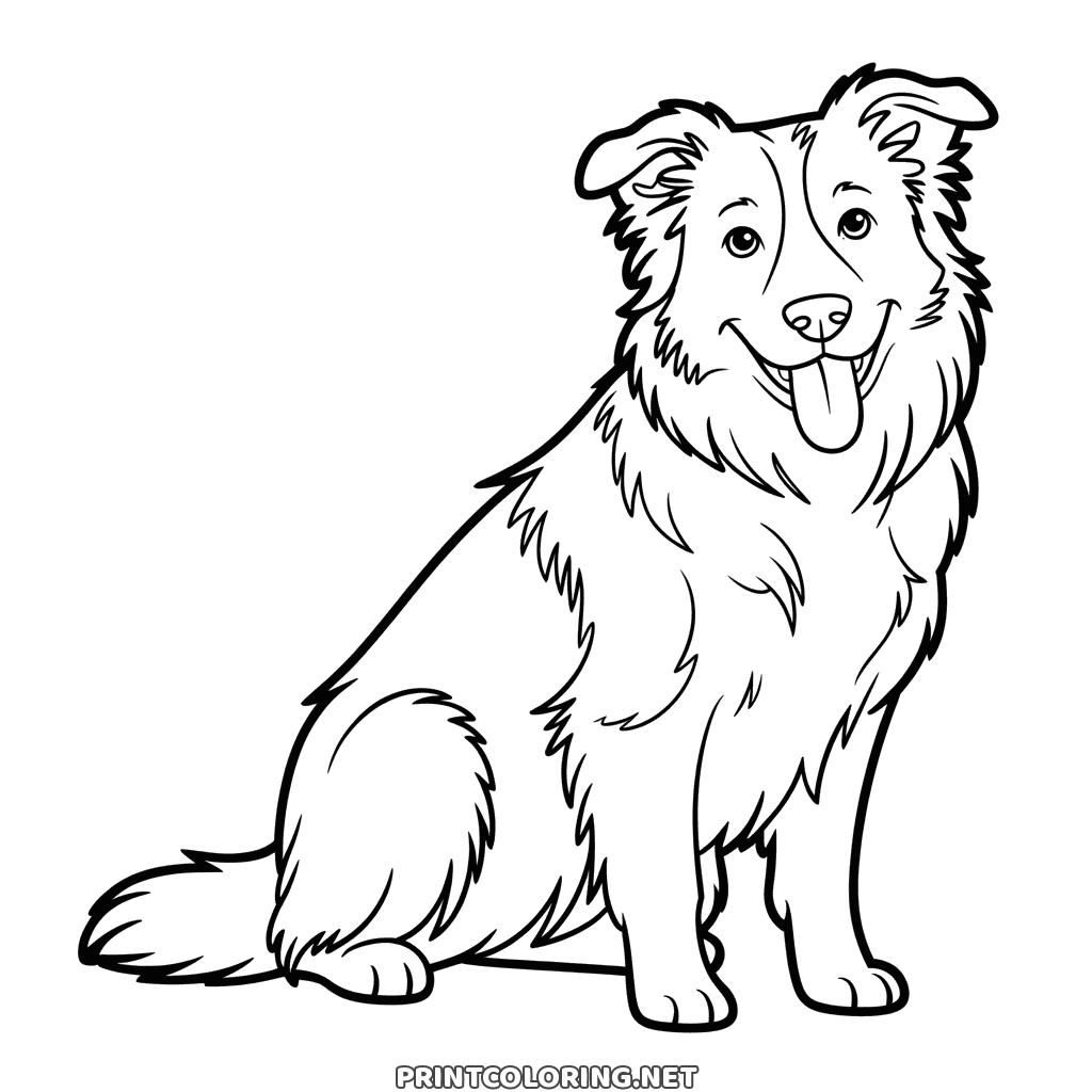 Printable border collie coloring page: a fluffy sheepdog sitting with its tongue out