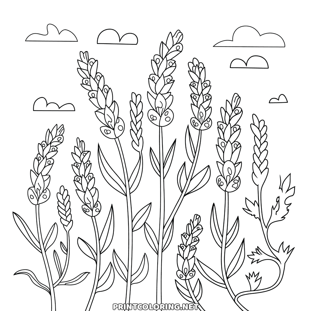 Lavender coloring page: tall sprigs of lavender growing in a row under small clouds