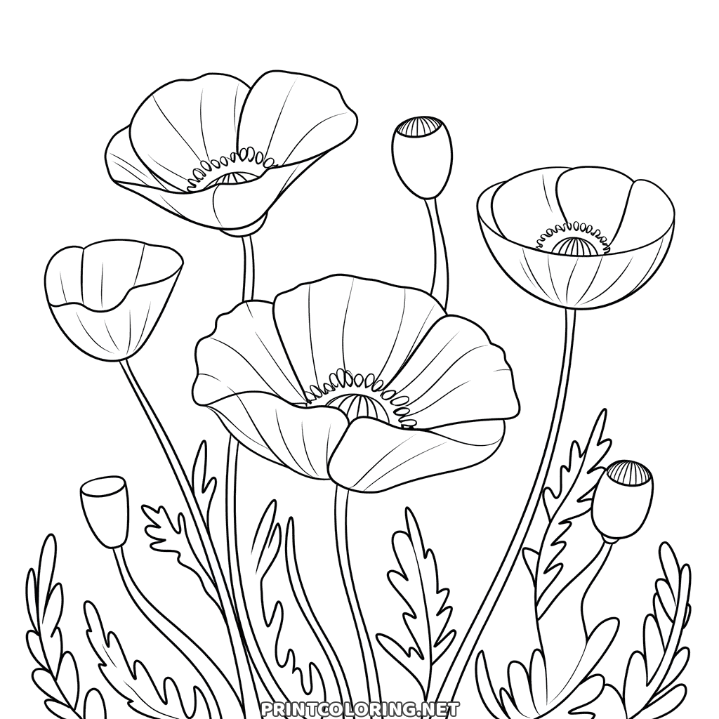Poppies coloring page: open poppies and seed pods on thin stems above feathery leaves