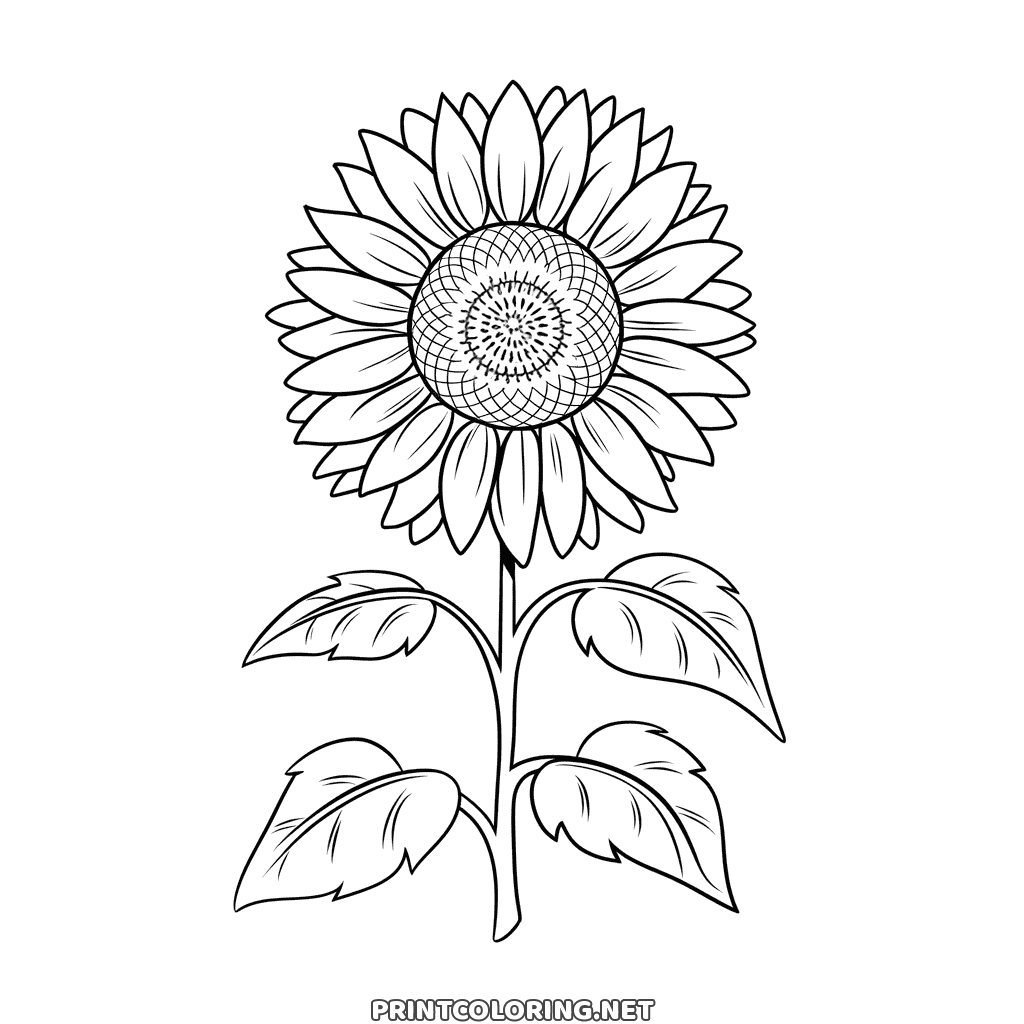 Sonnenblume Ausmalbild: zwei Reihen spitzer Blütenblätter, ein gemustertes Kernherz, große Blätter